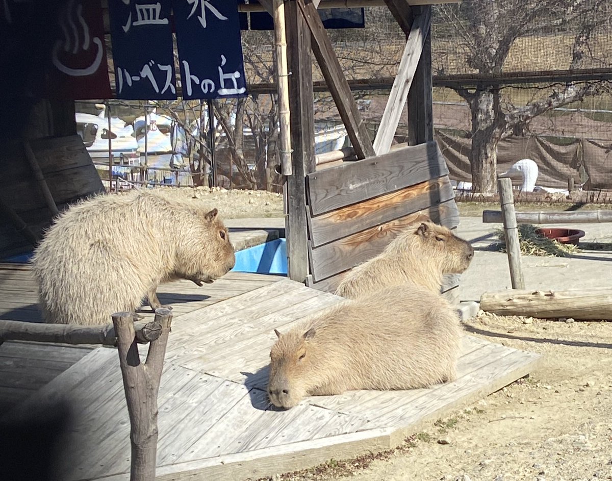 朝風呂堪能してご飯食べてまったり中