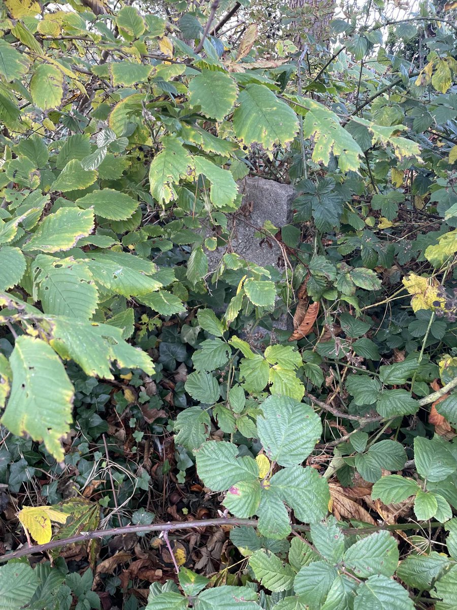 Iain Anderson tweet media