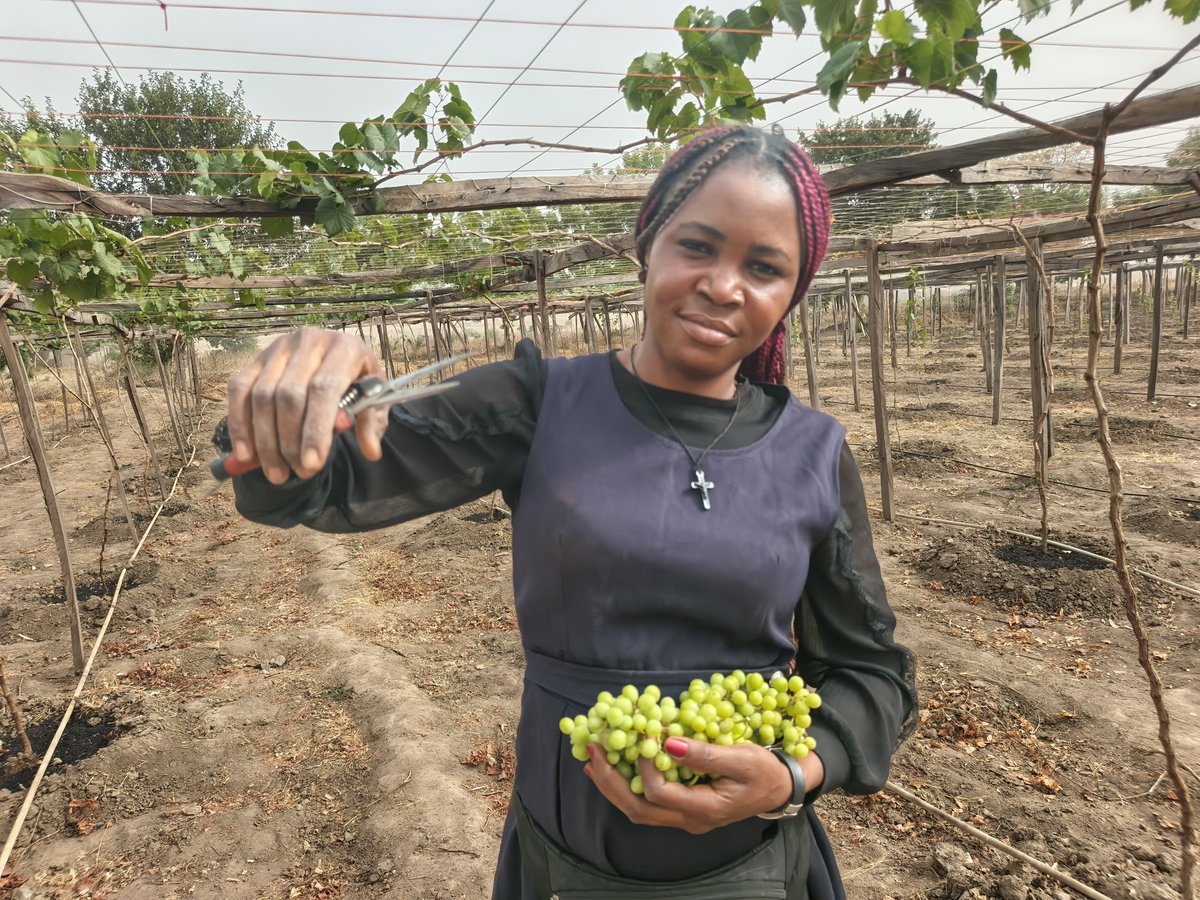 RetsonTedheke01's tweet photo. #NigeriaFarms: A Farmer Asked Why I Was Cutting The Grape With Multiple Bunch! 

My Answer is Simple, You Go Allow Your 10years Old Daughter Get Belle? 

My Fruit From My Grapevines Within The First Three Years Will Be Experimental Fruits. 

My Focus is not Immediate Returns but Long Term Gains. 

Images are From @NFGCSFarmEstate Ga'ate, Kokona LGA, Nasarawa State!