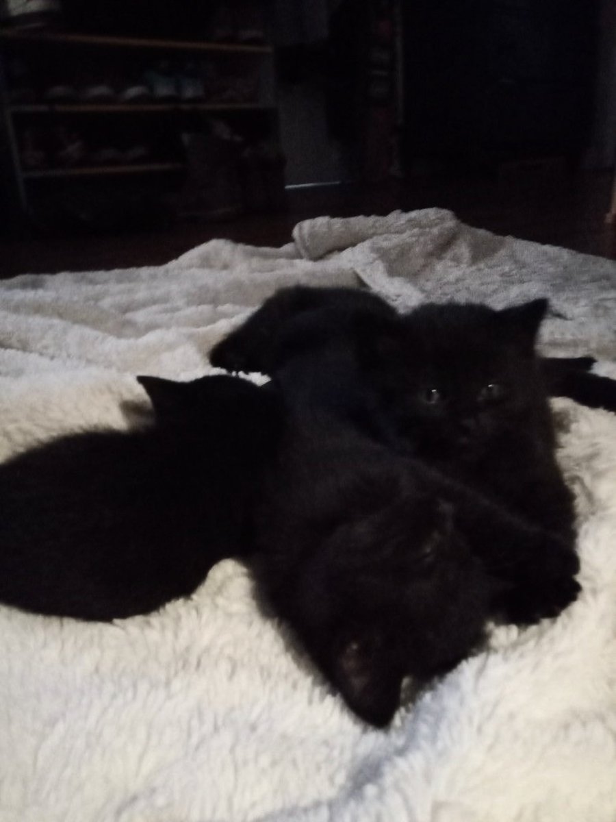 อยากอ่านฟิค black cat fam สักเรื่อง the story’s gonna be like พี่ชายสองคนรับ job เลี้ยงเด็ก ๆ แต่จิ๋ว ๆ นิสัยได้ขิมทั้งคู่ ไม่ได้แช่มสักคน (แต่สุดท้ายขิมเลี้ยง 3 คน เพราะแช่มก็อยากอ้อนแฟนบ้าง) :pp 🐈‍⬛🐈‍⬛🐈‍⬛🐈‍⬛