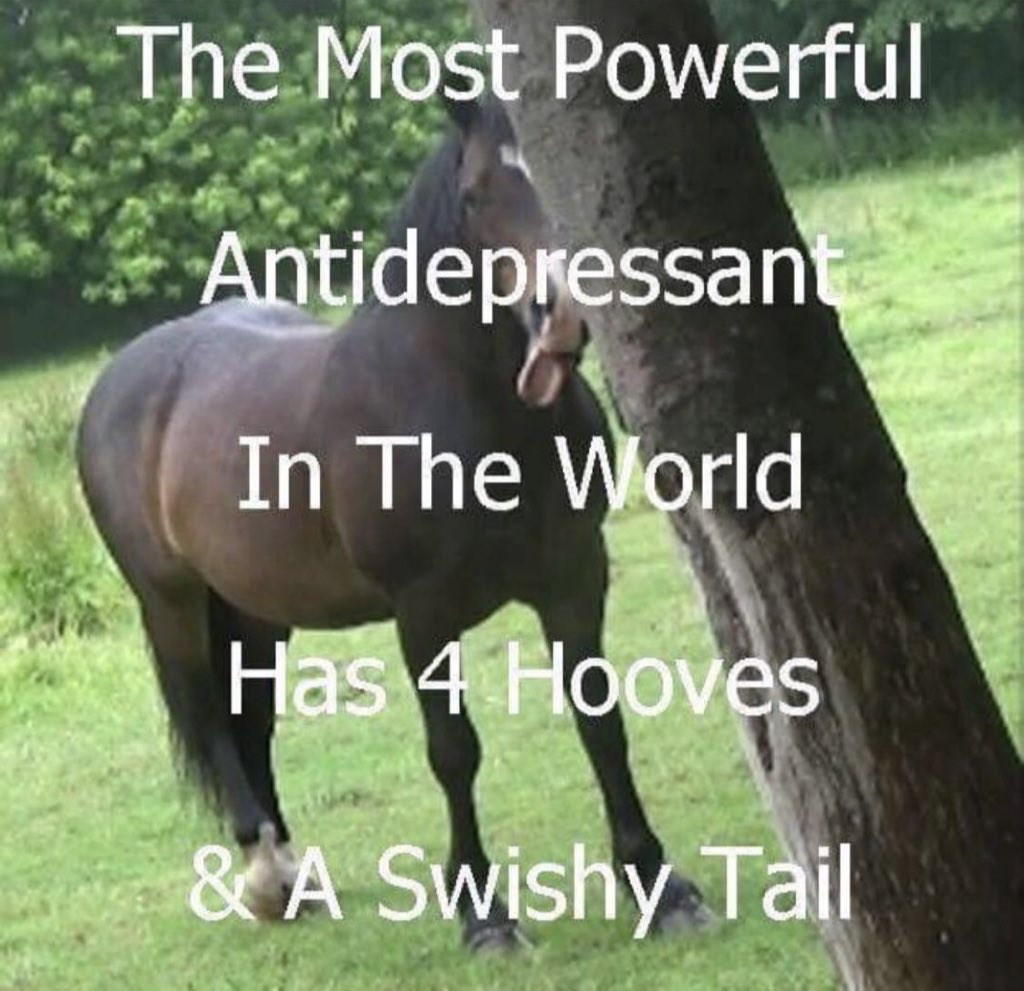 horse (@horseimage) on Twitter photo 