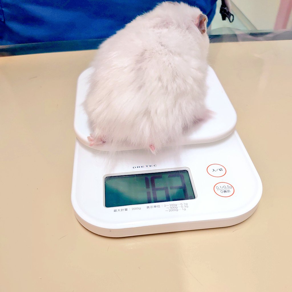 FukushimaAH's tweet photo. 七草ちゃん🐹健康チェック①
本日七草ちゃんの健康チェックを行いました✨️
1才3ヶ月
163g
食欲あり
元気あり
#ふくしま動物病院
#動物病院
#ハムスター
#ゴールデンハムスター https://t.co/N9MmJWpbaD