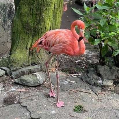 sloth_support's tweet image. どこの山かな？ 🏝️