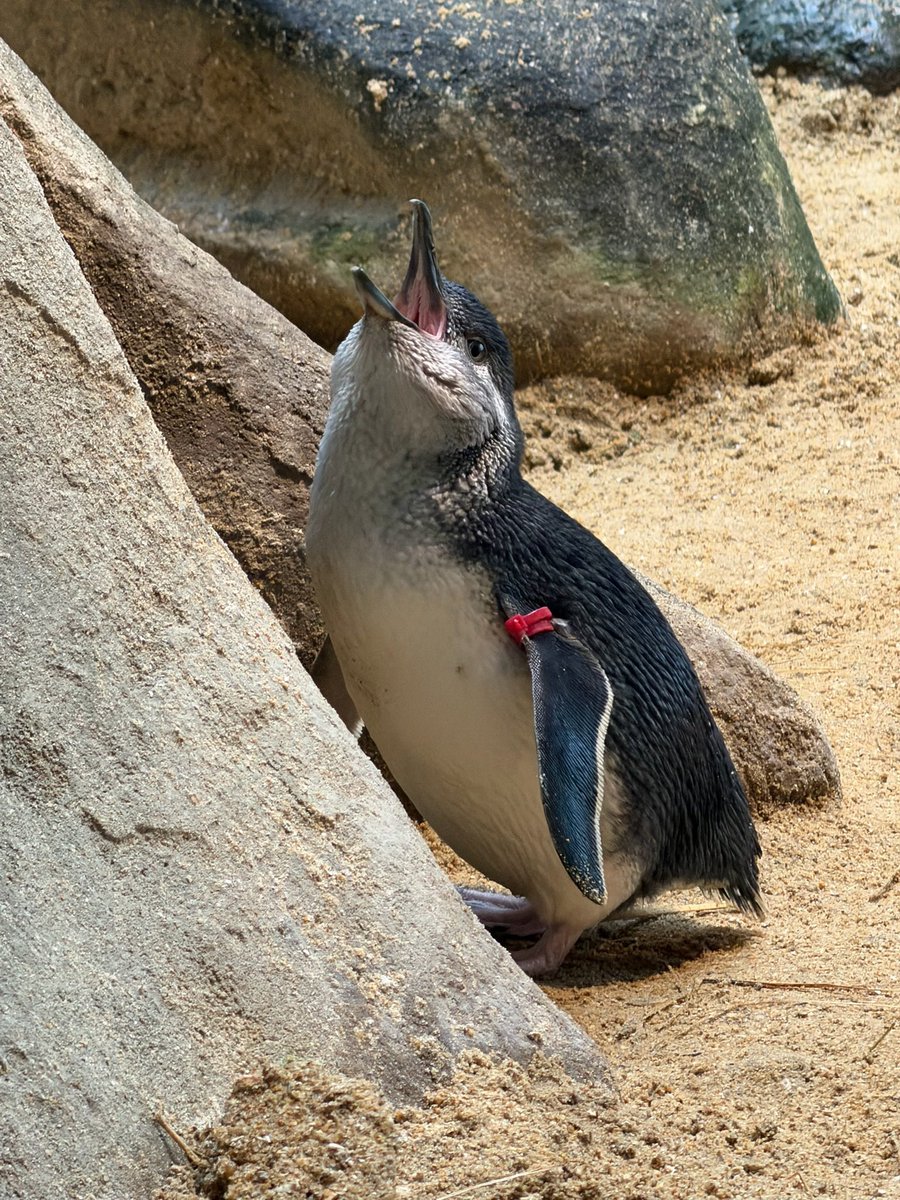 Q80372's tweet photo. 赤赤ちゃん
Dec 2025
長崎ペンギン水族館
#korora #コガタペンギン #bluepenguin https://t.co/MLpkBV8sF3