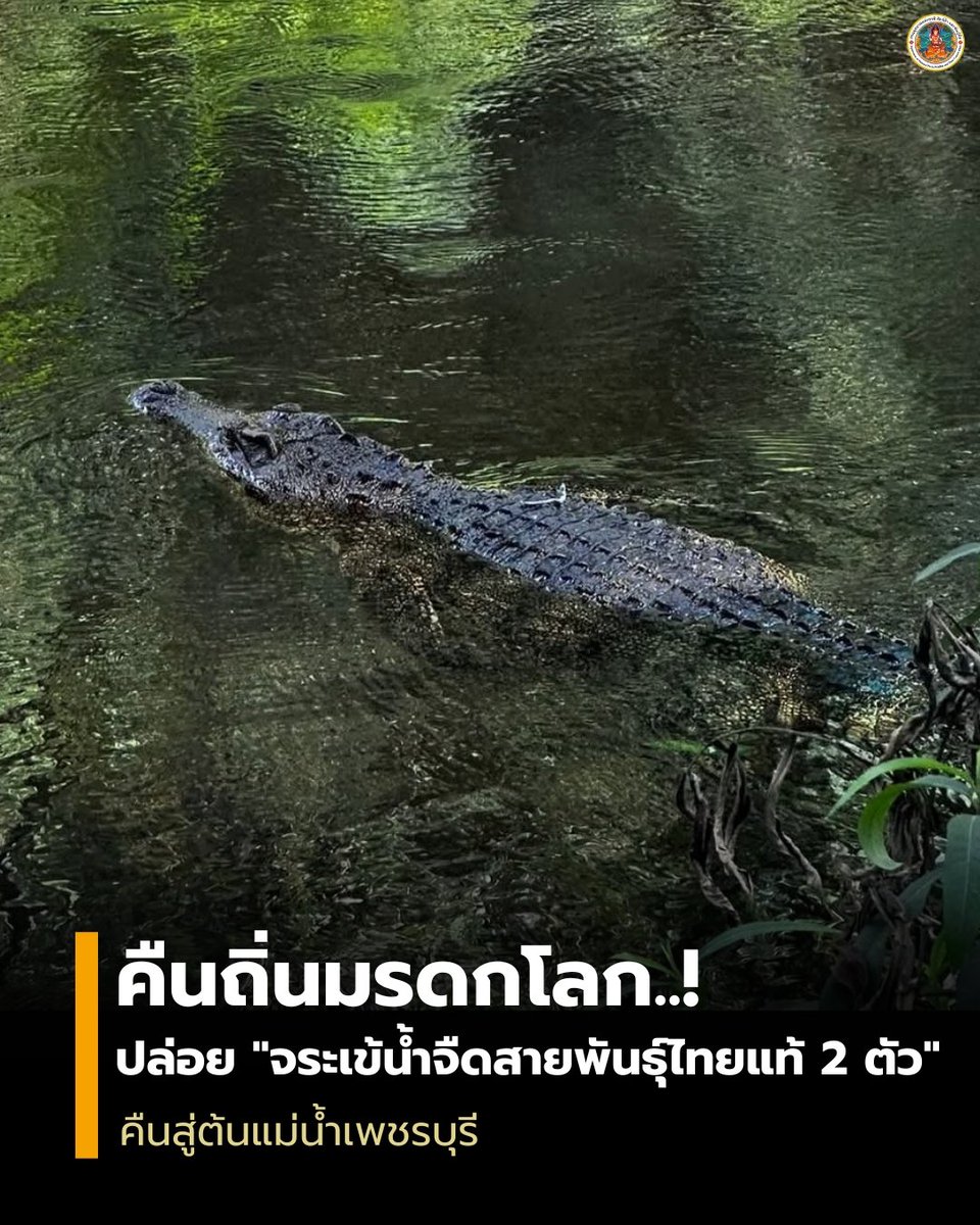 🐊 คืนถิ่นมรดกโลก! อุทยานฯ แก่งกระจาน ปล่อย "จระเข้น้ำจืดไทยแท้ 100%" 2 ตัว คืนสู่ต้นแม่น้ำเพชรบุรี หลังผล DNA ยืนยันชัดเป็นสายพันธุ์บริสุทธิ์ที่หาได้ยากยิ่งในธรรมชาติ ฟื้นฟูระบบนิเวศให้สมบูรณ์ 🌏🍃
​#จระเข้น้ำจืดไทยแท้ #แก่งกระจาน #มรดกโลก #อนุรักษ์สัตว์ป่า #กรมอุทยานแห่งชาติ