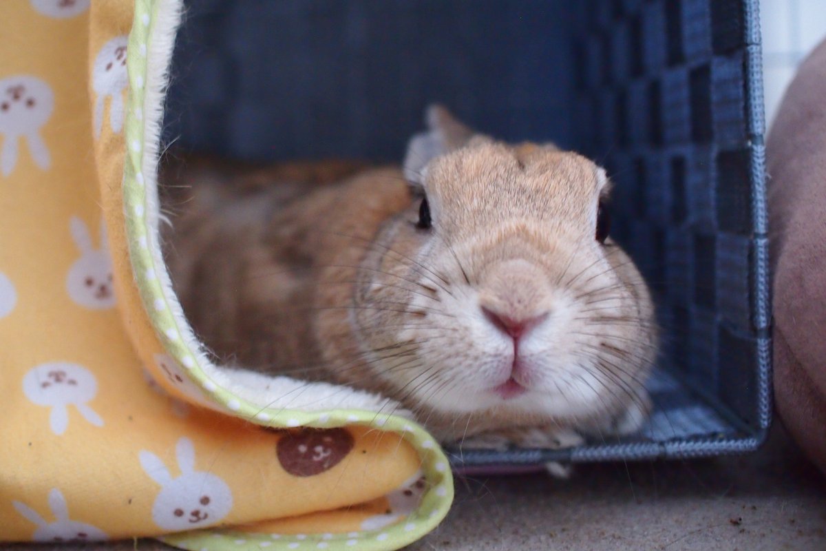 さくたけ🐇 (@sksktktk) on X