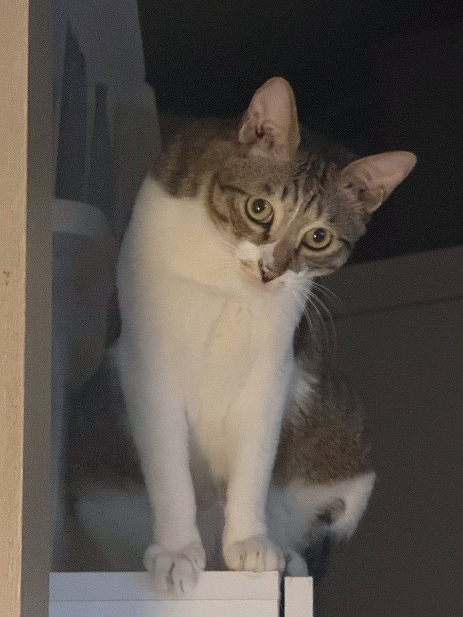 호떡이                                        주완이