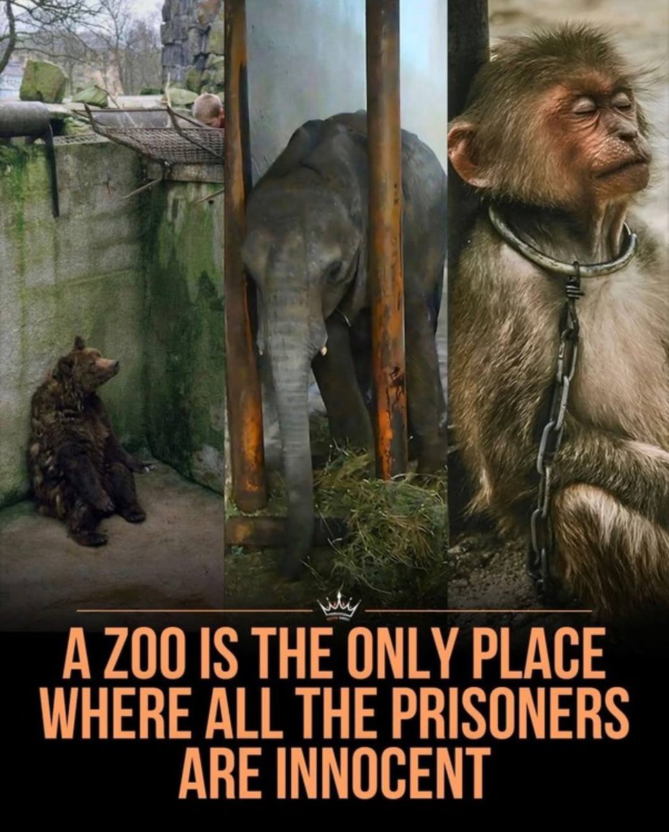 They Were Never Meant For Cages. 🤍