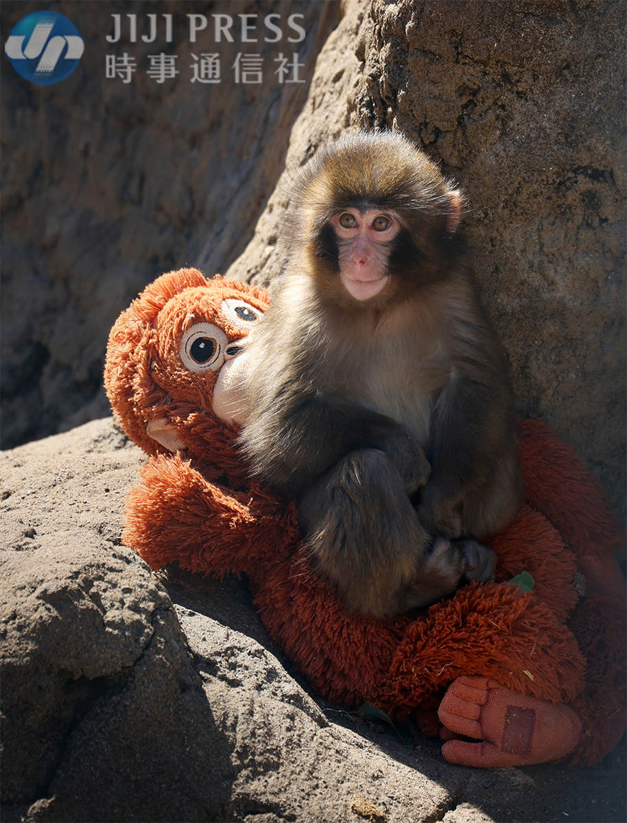 千葉県の市川市動植物園で、雄の子ザル「パンチ」くんがオランウータンの縫いぐるみと過ごす姿が話題になっています。生後間もなく育児放棄され、人工哺育で育ちました。同園によるとニホンザルの赤ちゃんは母親にしがみつくことで筋力や安心感を得るため、母親代わりの縫いぐるみを用意したそうです。