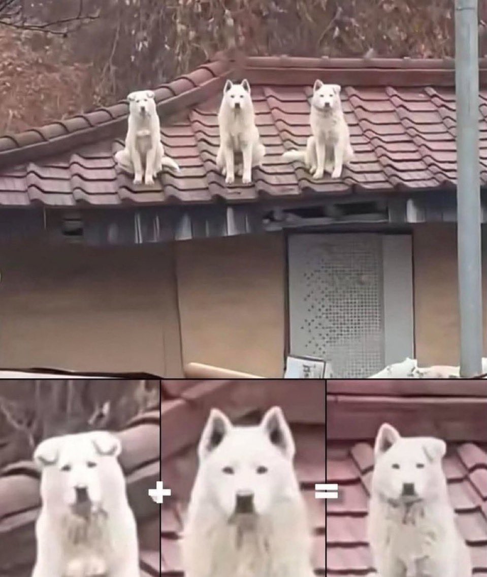 もふもふ動画 tweet media