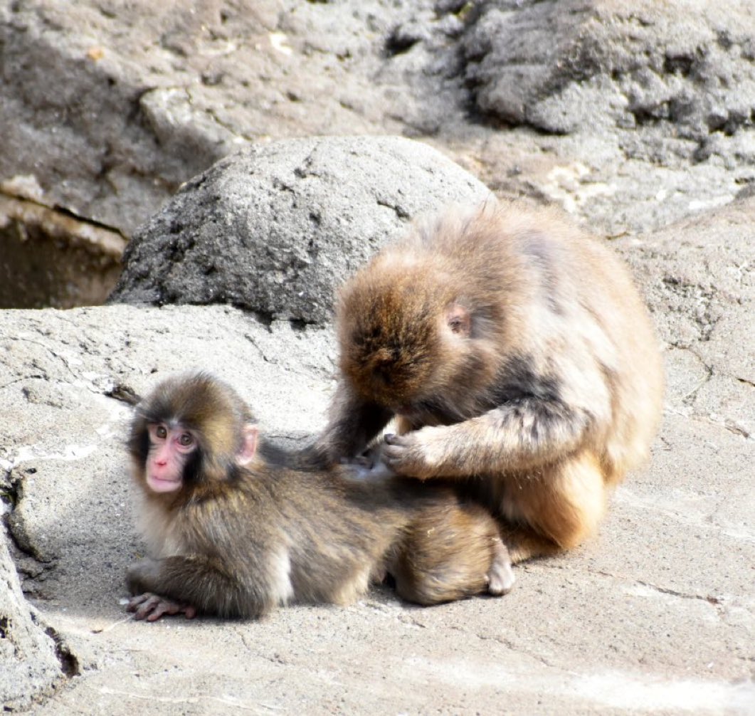 มีรอยยิ้มแล้วหนึ่ง น้องพั๊นจิคุง แสดงสีหน้ามีความสุข เมื่อลิงโตดูแลหาเห็บหาเหาให้ค่ะ

🥰🐒🐵💕