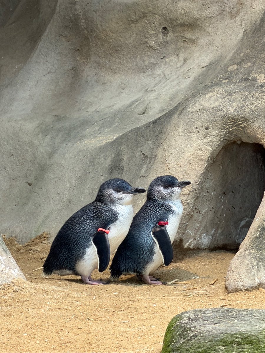 Q80372's tweet photo. 赤赤ちゃん、ピンクちゃん
1st Jan 2026
長崎ペンギン水族館
#korora #コガタペンギン #bluepenguin https://t.co/JWbXW11QYH