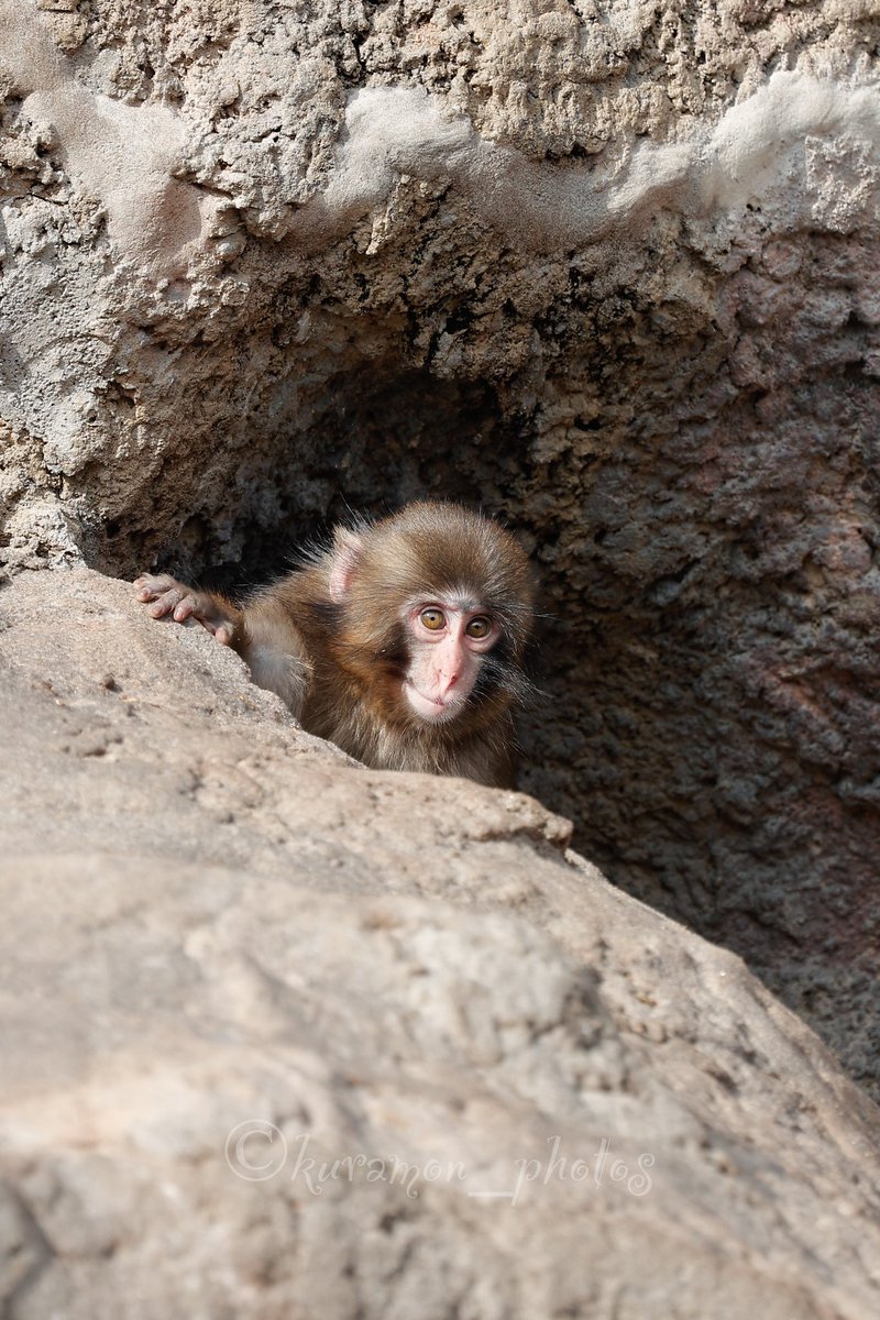 大人が騒ぐと不安げな顔。
早く慣れるといいね。

おばちゃんだからさ
令和のこの時代、小さい子が一人で外歩いてても心配なるのに
小さい小さいパンチくんが頑張ってる姿見るとこっちも頑張ろうってなる。

#がんばれパンチくん 
#市川市動植物園