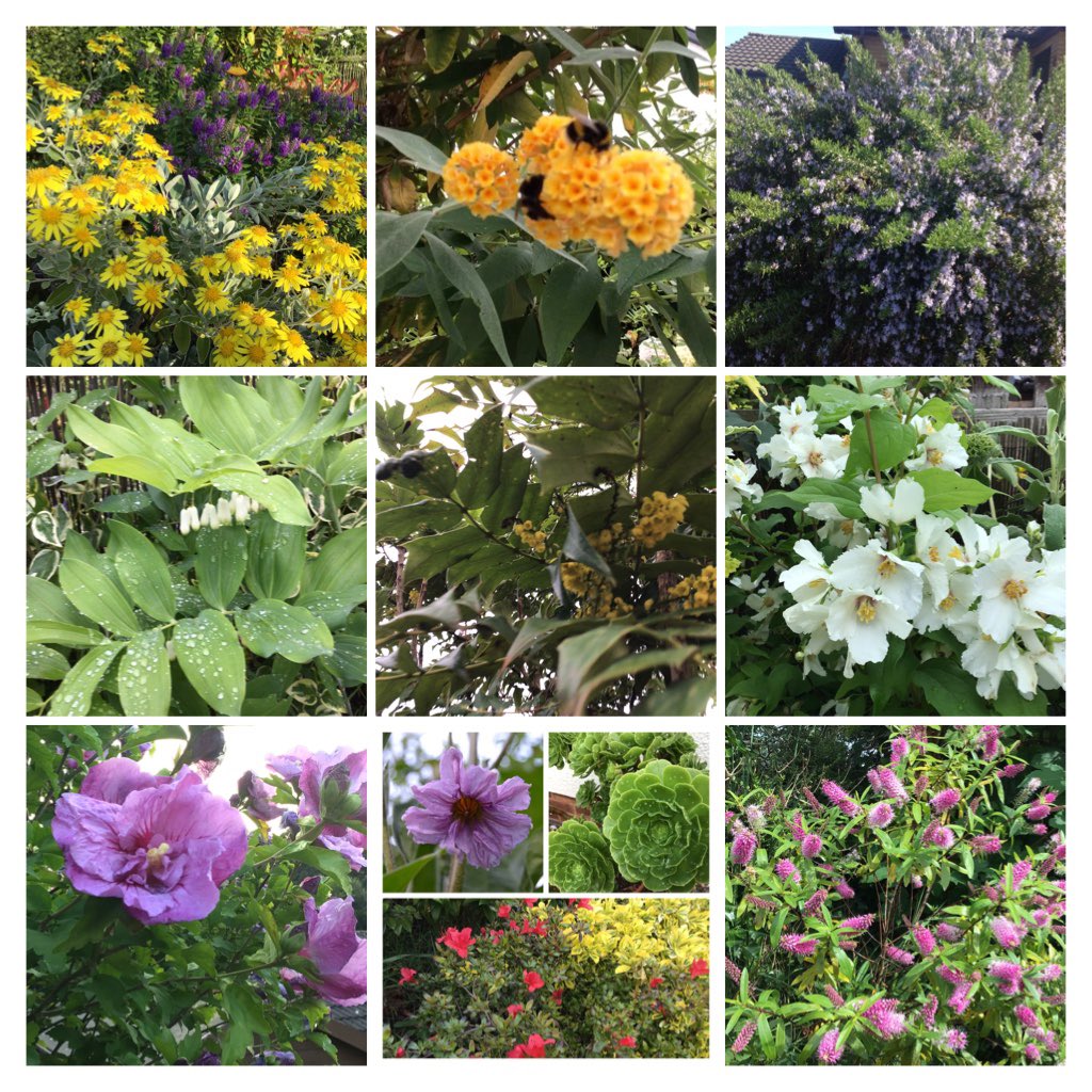jobutlerthomas's tweet photo. #ThrowbackThursday Good day ..Bore da 🏴
#shrubs Colour and interest throughout the year .... #pollinators
#birdsandinsects https://t.co/AEN9s2Hq0o