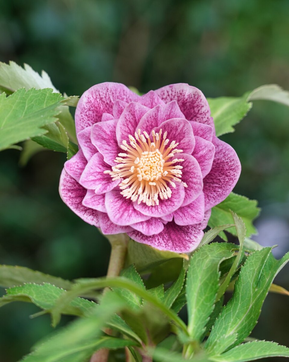 淡色ベビーピンク　ソレイユ系 ♡広瀬園芸♡