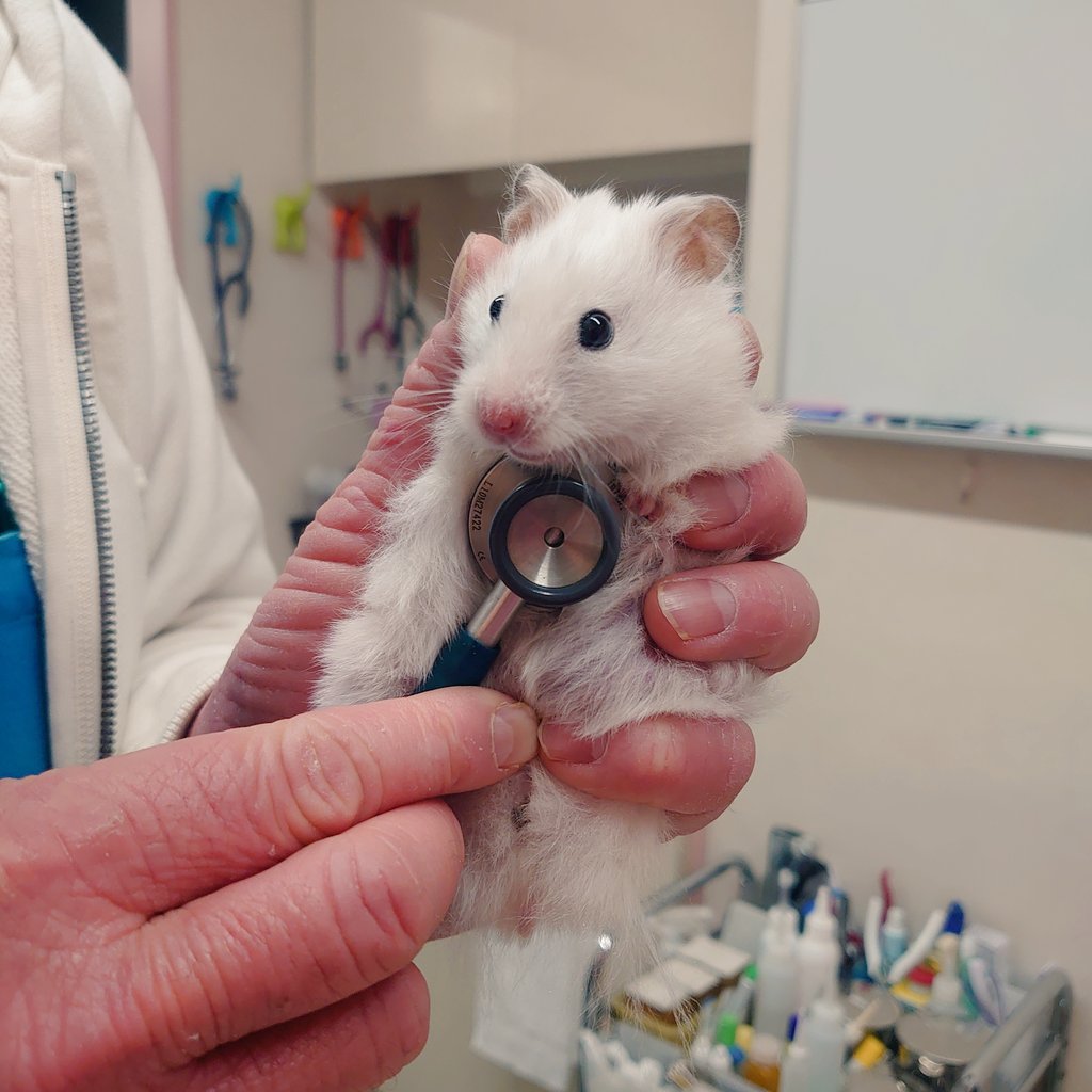 FukushimaAH's tweet photo. 七草ちゃん🐹健康チェック②
【聴診】
大きな異常はありませんでした✨️
#ふくしま動物病院
#動物病院
#ハムスター
#ハムスター好き https://t.co/1hM3o31xOl