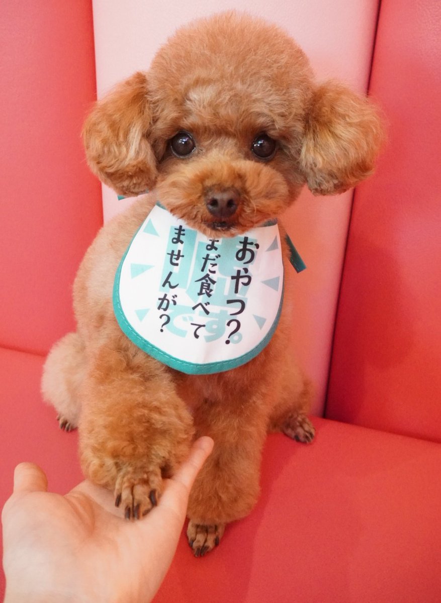 ・⁡
⁡まつりちゃんトリミング終わりました🛁⁡
⁡⁡
⁡今回もきゅるるアイドルフェイスに🥺🩷⁡
⁡首傾げポーズも握手のファンサだって⁡
⁡まつりちゃんには朝飯前なのです🍚！⁡
⁡⁡
⁡みんなもメロメロになりにきてください🎀💞⁡
⁡⁡
⁡ #マイクロティーカップカフェ⁡