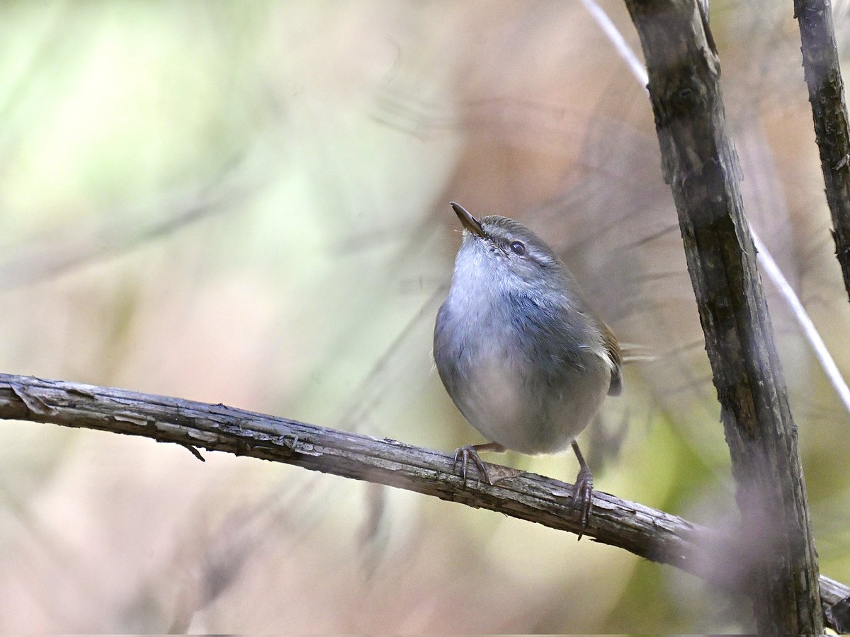 木曜日もお疲れさまです🍻✨️ 藪の中を飛び回りチャッ