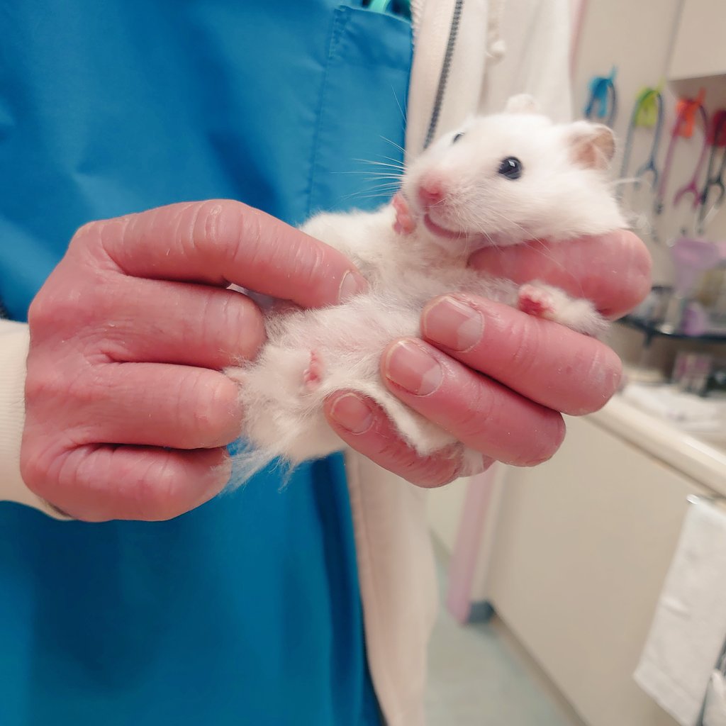 FukushimaAH's tweet photo. 七草ちゃん🐹健康チェック③
【触診】
大きな異常はありませんでした✨️
子宮の腫れや腫瘍もありませんでした✨️

#ふくしま動物病院
#動物病院
#ハムスター
#ゴールデンハムスター https://t.co/7v1BPUd6Sb