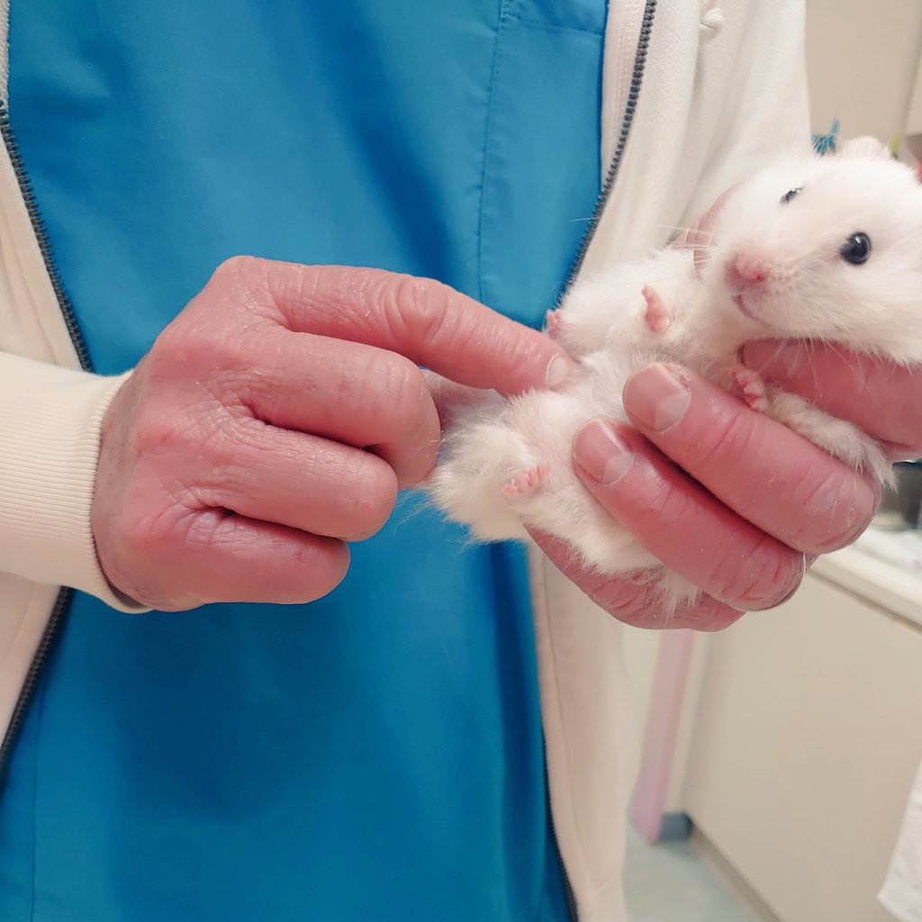 FukushimaAH's tweet photo. 七草ちゃん🐹健康チェック③
【触診】
大きな異常はありませんでした✨️
子宮の腫れや腫瘍もありませんでした✨️

#ふくしま動物病院
#動物病院
#ハムスター
#ゴールデンハムスター https://t.co/7v1BPUd6Sb