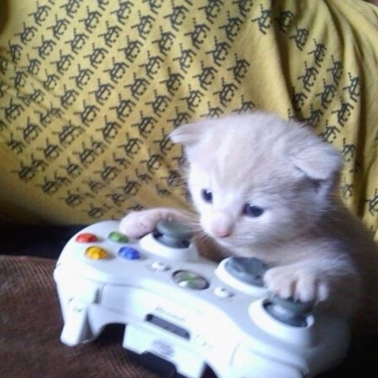 do not disturb. theyre concentrating