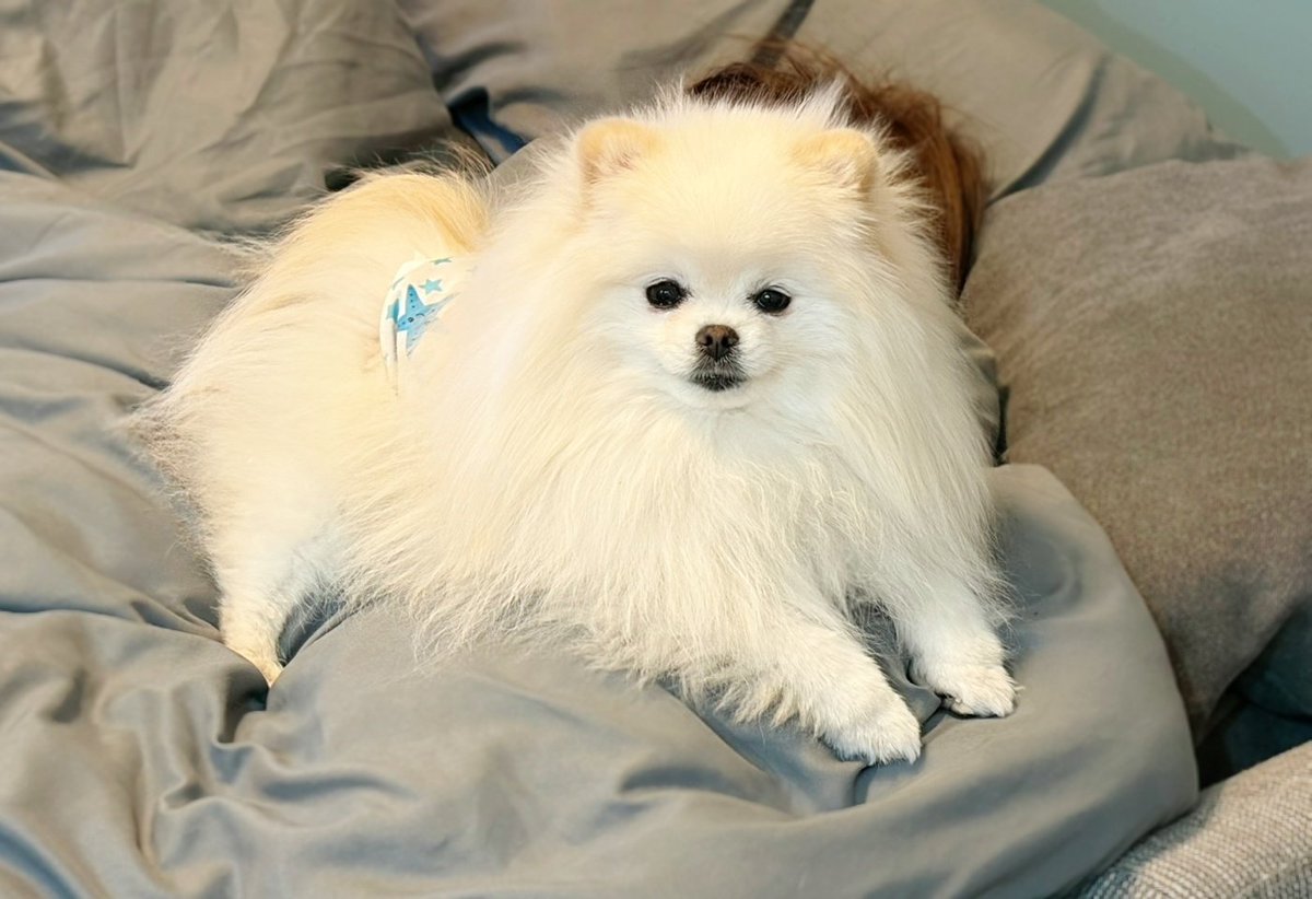 おこめ屋 (@chimaki0328) / Posts / X