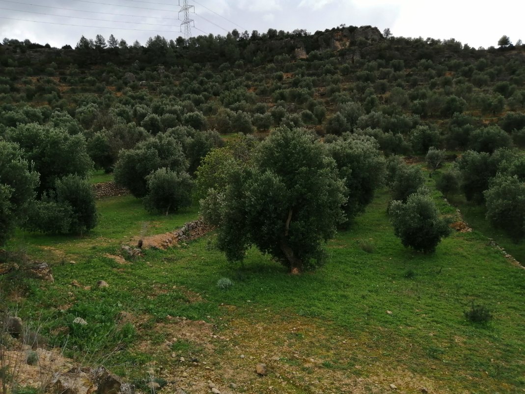 __solsolet's tweet photo. Si us va agradar l'oli que vam fer enguany, sapigueu que l'olivar d'on el treiem està en venda. És un tros recollit i força bufó, amb un maset mig enrunat que es podria ampliar una mica. Se'n poden treure uns 8.000 kg. En 3 anys bons ja has pagat la finca.
https://t.co/oo9wnKYryI https://t.co/7JMOLkpPDJ