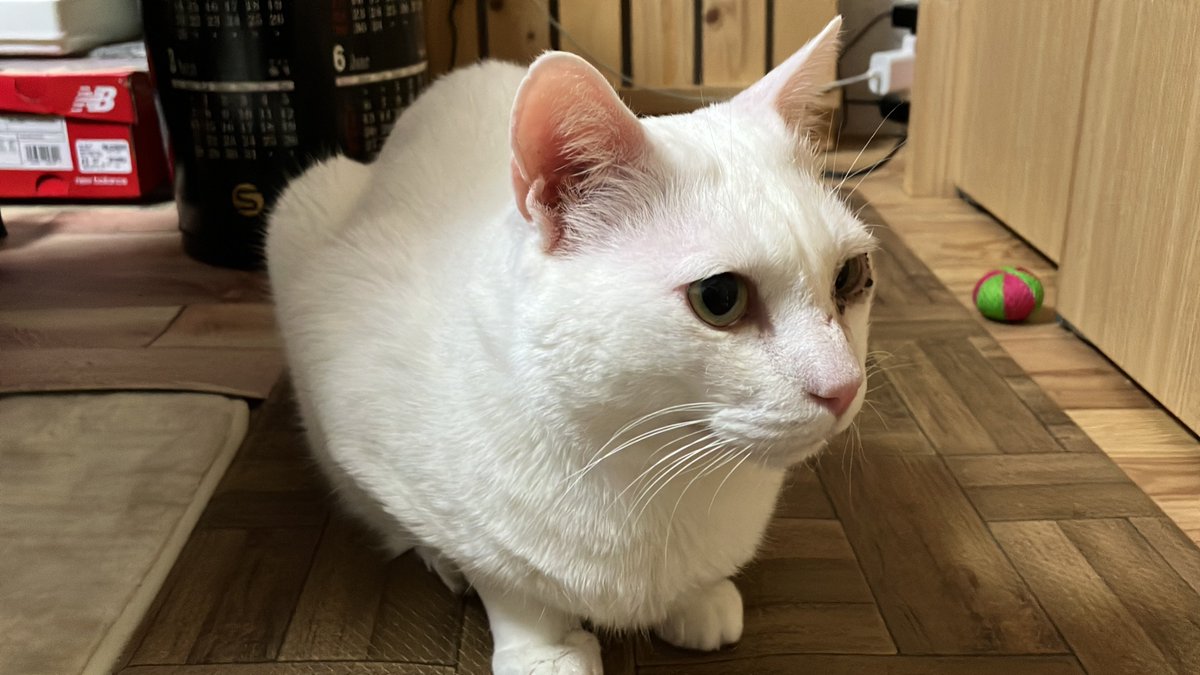 ブタっちまーはすっかりムキムキ猫になりました😸