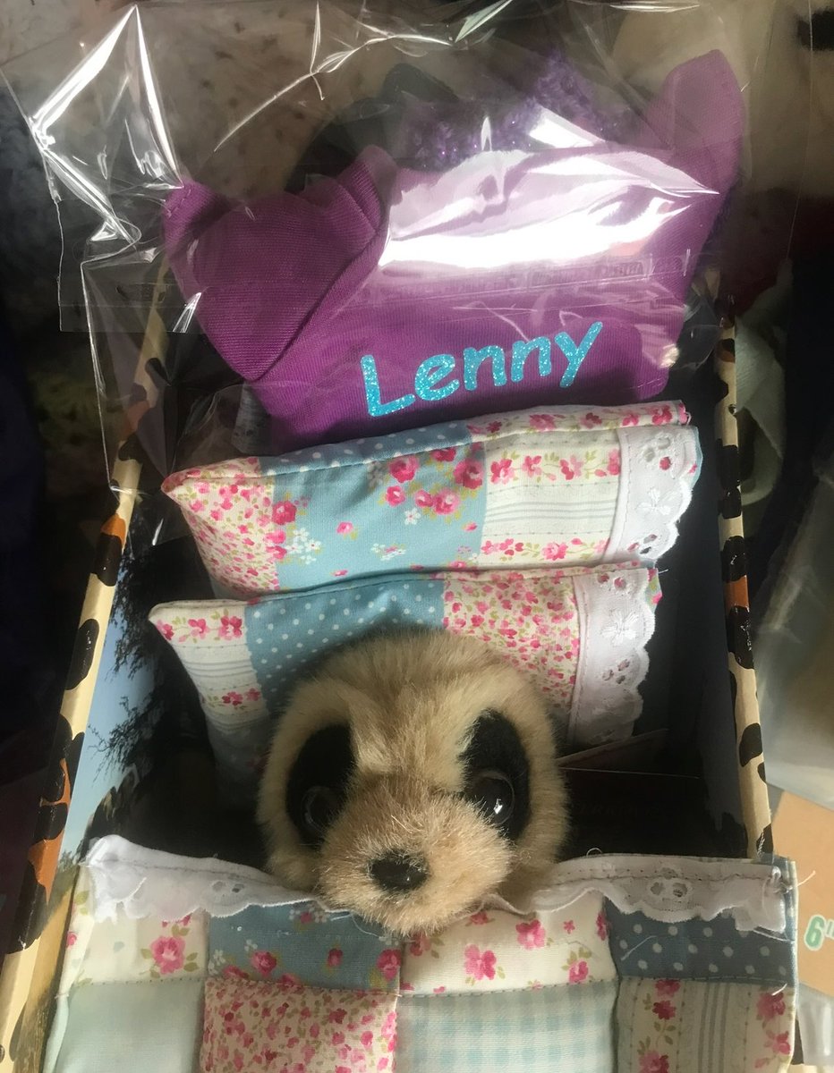 #ThrowbackThursday February 2022 Twins, Lena &amp; Lenny were getting ready to go to their new home together - our human's friend's daughter 🫶🏻