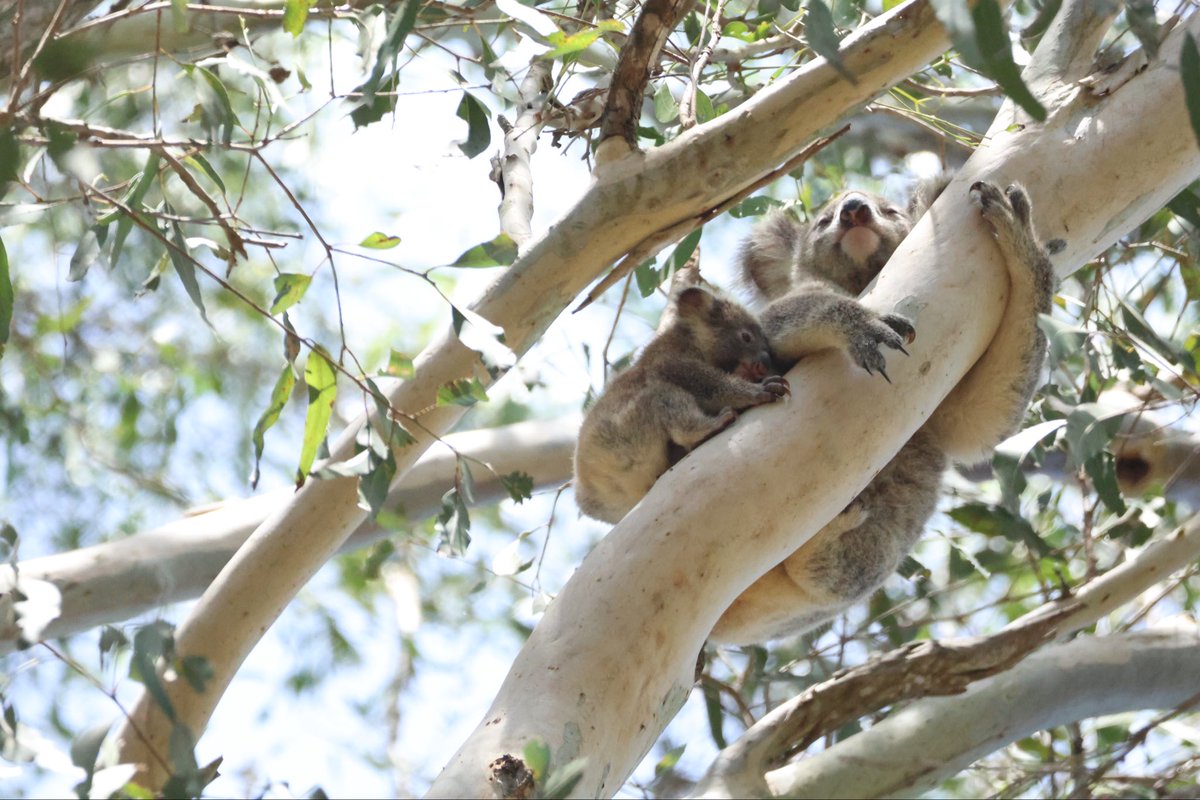 StellaBella67's tweet image. Baby is getting adventurous! 
#koala #joey