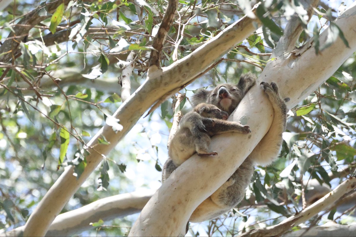 StellaBella67's tweet image. Baby is getting adventurous! 
#koala #joey