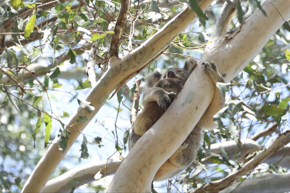 StellaBella67's tweet image. Baby is getting adventurous! 
#koala #joey