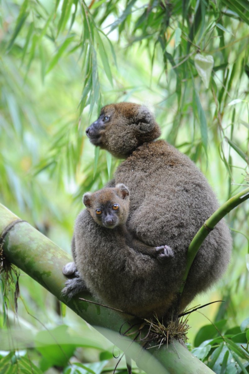 MBPartnership's tweet photo. February is for Sharing Love🥰And love isn’t limited to one day. This month, share your love with lemurs😍 We are raising funds for 15 radio collars to protect these primates.
 🙏$200 protects one lemur: https://t.co/Nj1r7UJzDh https://t.co/vmoM3YGP3U