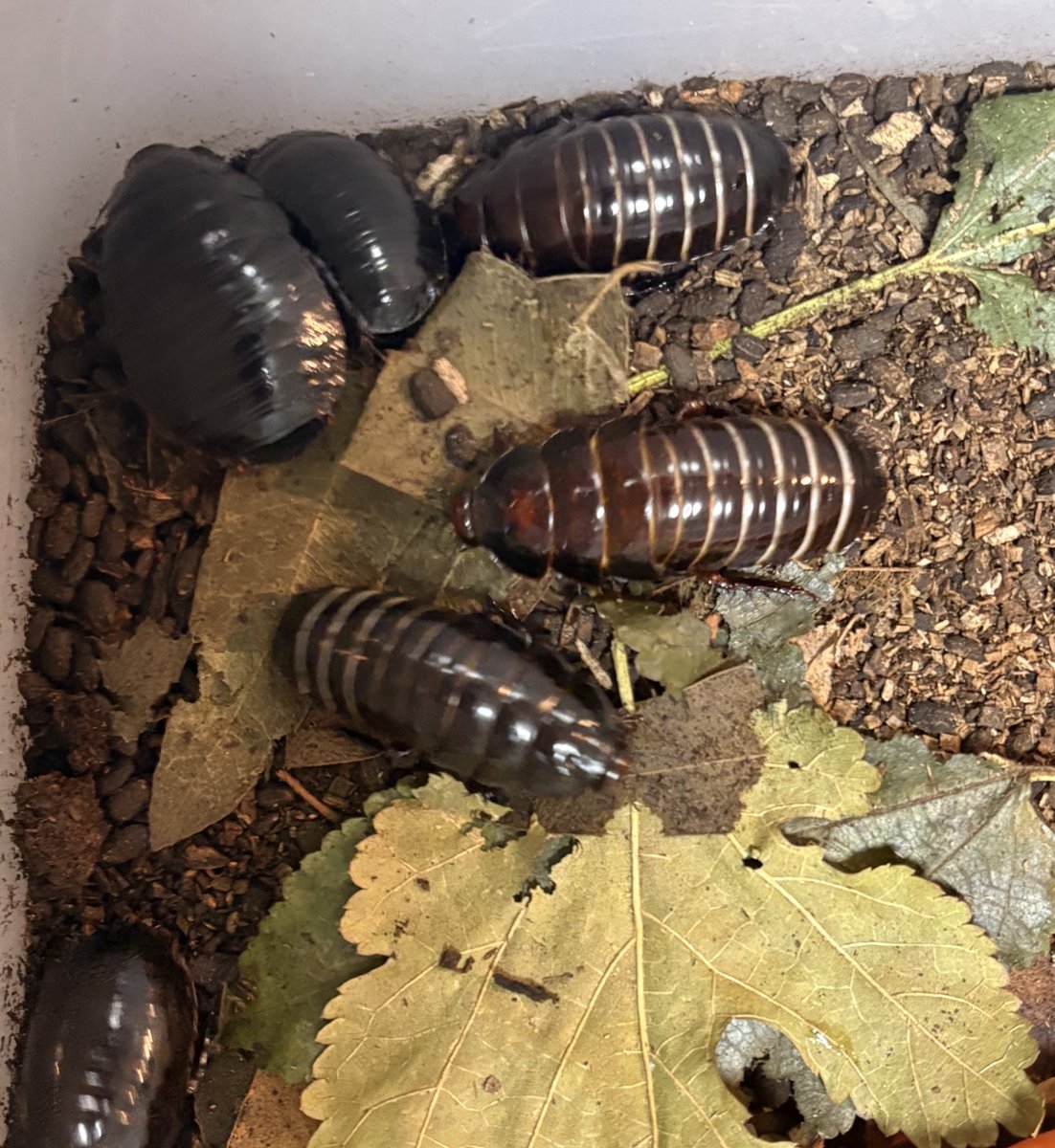 ヨロイモグラゴキブリ Macropanesthia rhinoceros 2025年自家CB