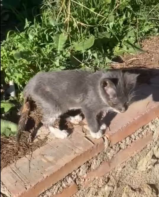 Me pasan el caso de este bebé si alguien puede ayudarlo seguro que es paleucopenia hay muchas colonias así es una pena que encima que viven en las calles. Si te puedes hacer cargo habla 655832744 cieza murcia