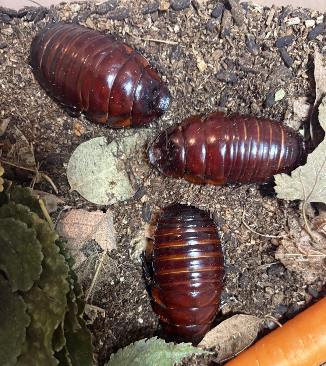 ヨロイモグラゴキブリ Macropanesthia rhinoceros 2023年自家CB 十分