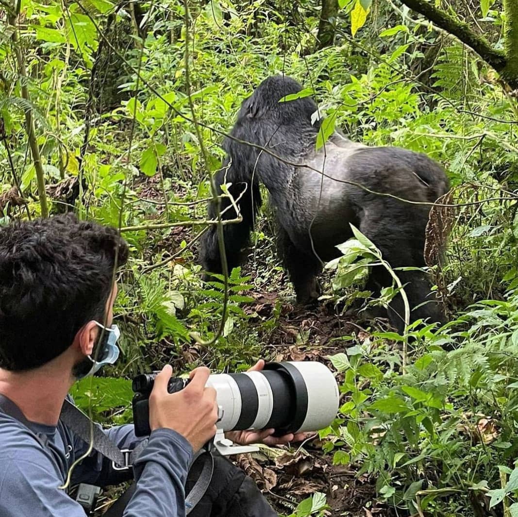 As the #forest settles into evening silence, moments like this stay forever. Face to face with the #wild respectfully, unforgettable.

Experience #Rwanda differently with <a href="/JungleRideSafar/">Jungle Ride Safaris</a>
👉 Book ur #gorilla journey today

📩jungleridesafaris@gmail.com 
#gorillatrekking #vacation