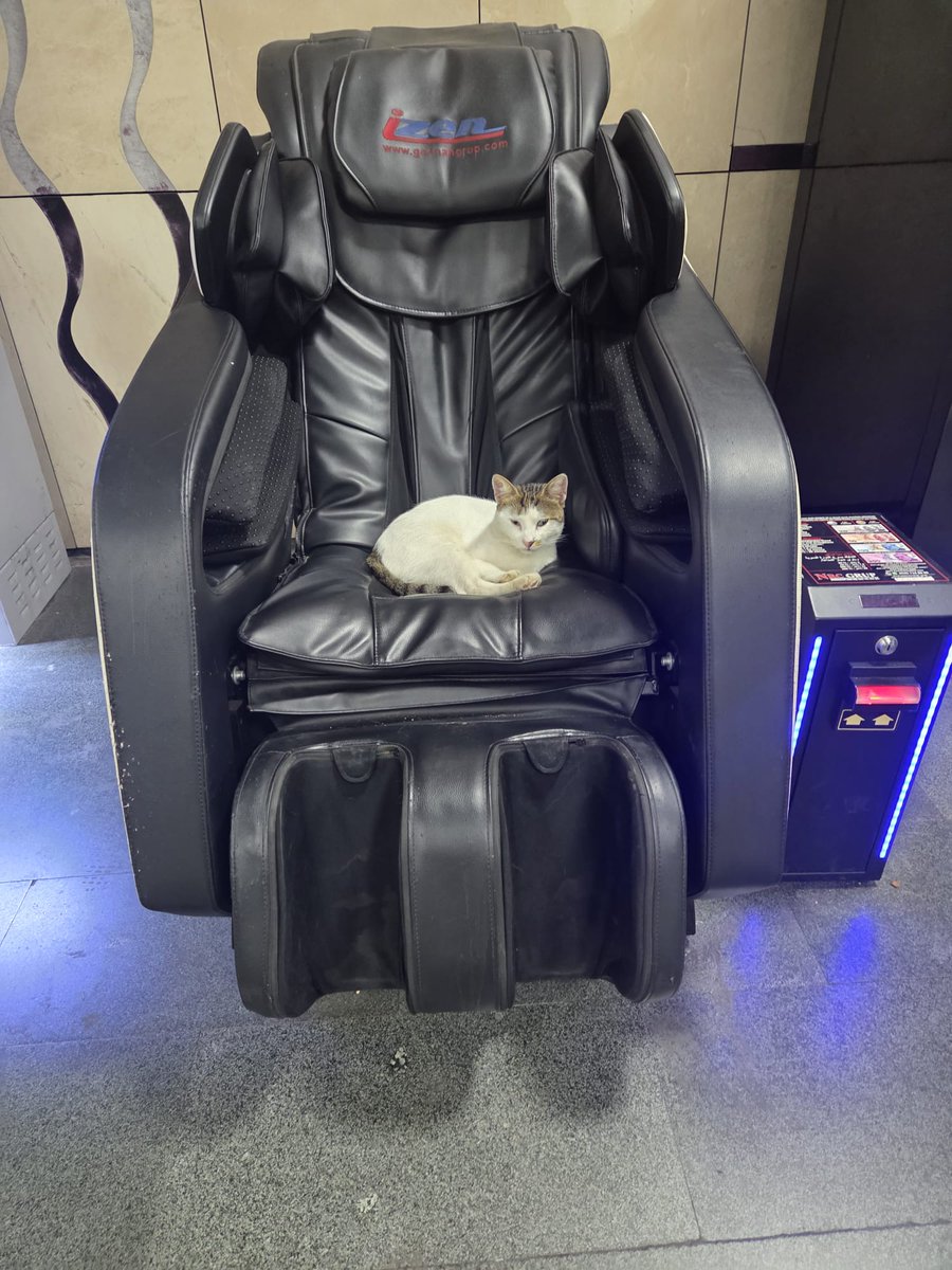 The city of cats... 😼♥️🇹🇷 
That's why we called it as "Catstanbul"