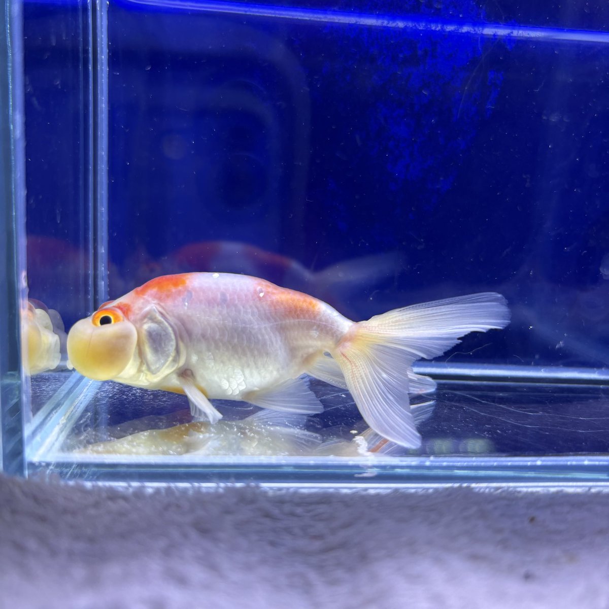 こんにちはかねだい所沢店です 本日入荷した金魚の紹介です 全て調整中