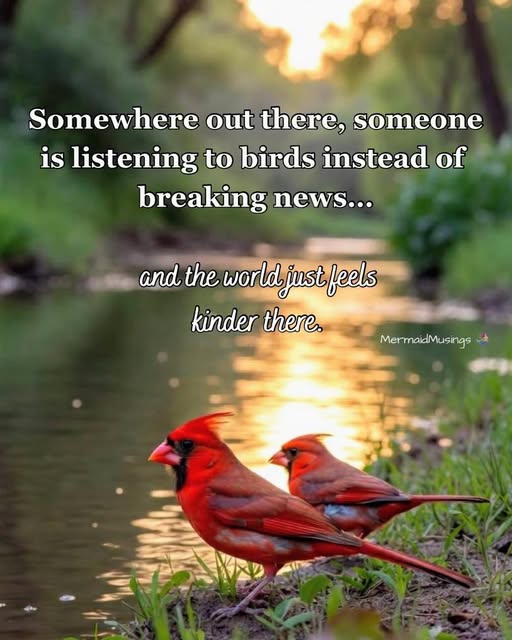Somewhere out there, someone is listening to birds instead of breaking news...
and the world just feels kinder there. ~ Ain't THAT the truth!