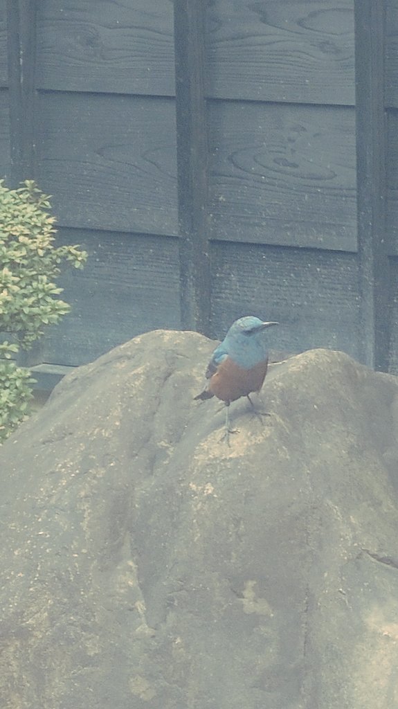 いけだ かつみ tweet media