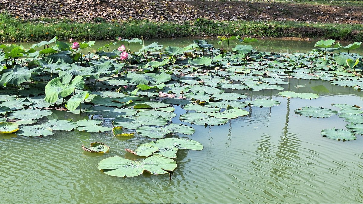 อยู่มาจนโตเพิ่งรู้ว่ามี