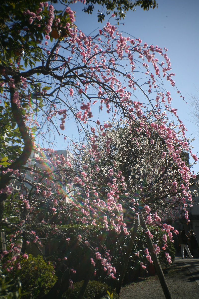 1000mi0's tweet photo. CANON EOS 5D + LOREO LENS IN A CAP
亀戸天神社

縦位置写真
#亀戸天神社 #亀戸 #江東区 #EOS #ＥＦマウント #LOREO https://t.co/EnVtxW06cW