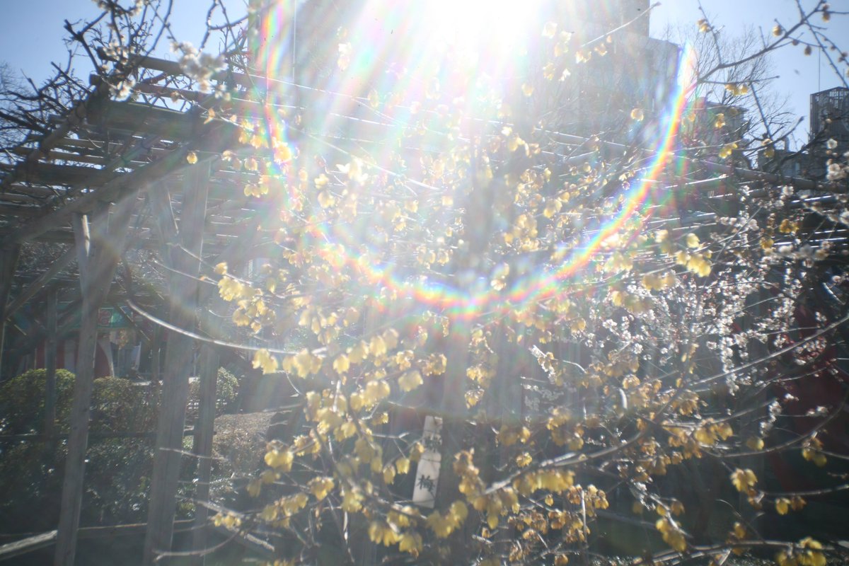 1000mi0's tweet photo. CANON EOS 5D + LOREO LENS IN A CAP
亀戸天神社
逆光だとこんな感じ。
#亀戸天神社 #亀戸 #江東区 #EOS #ＥＦマウント #LOREO https://t.co/m4jykljwMg