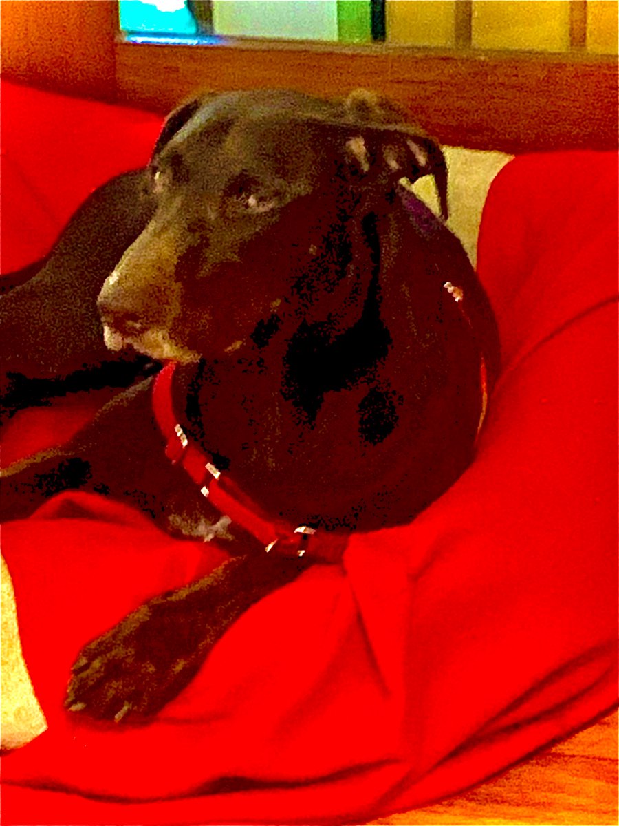 Marliya, our two-year-old German Shorthaired Pointer x kelpie bitch. Totally non-aggressive, she loves nothing more than to show all her love and affection. She is a beautiful, extremely affectionate dog.