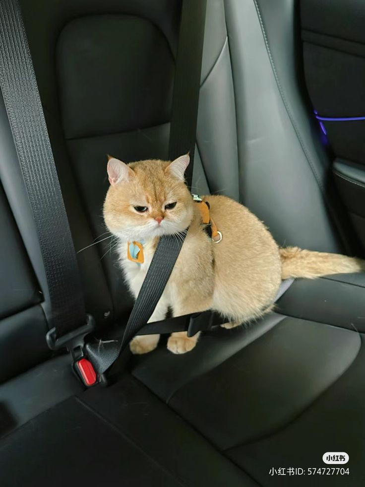 nocontextscats's tweet image. ?