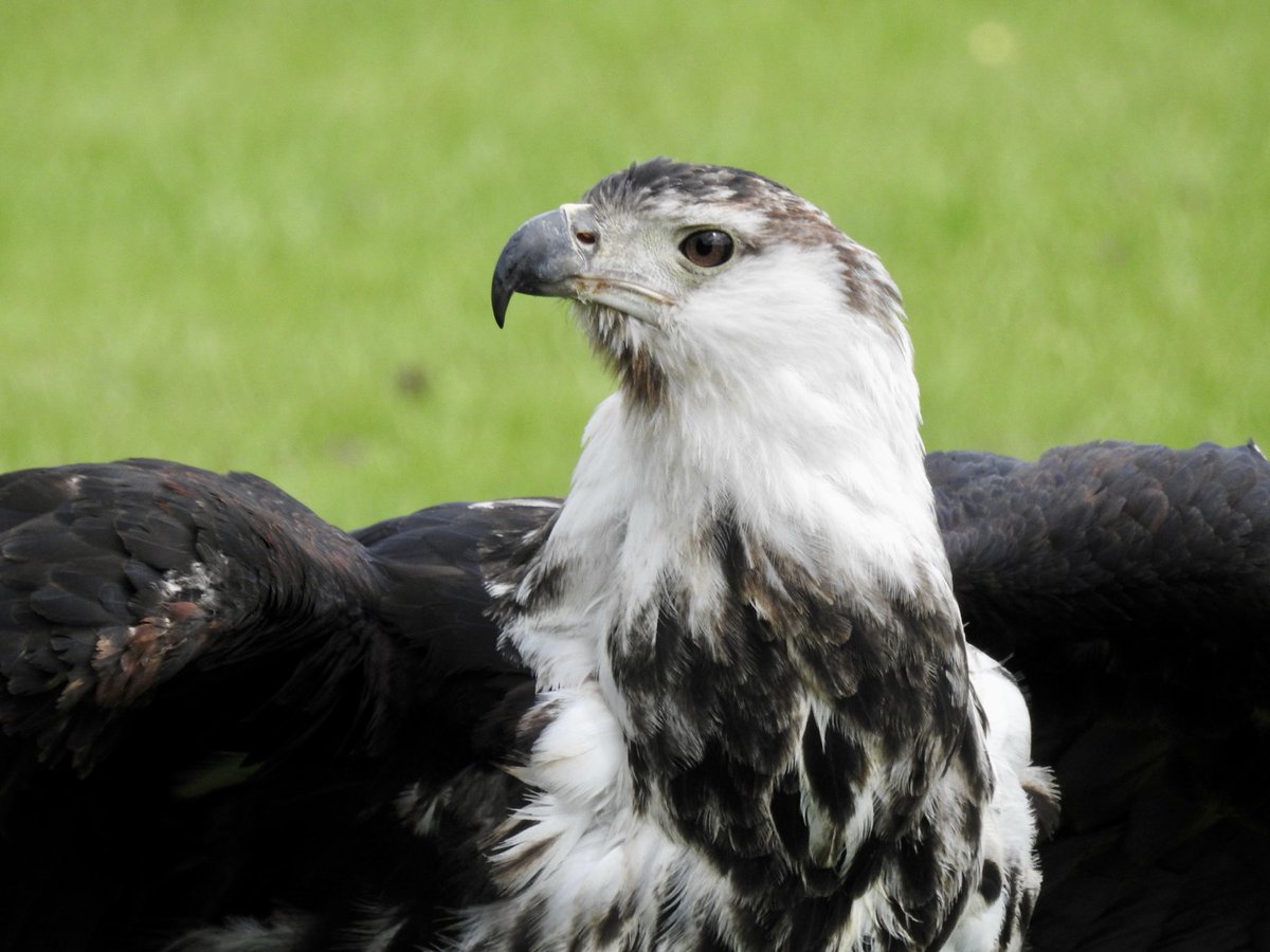 Mike Webb tweet media