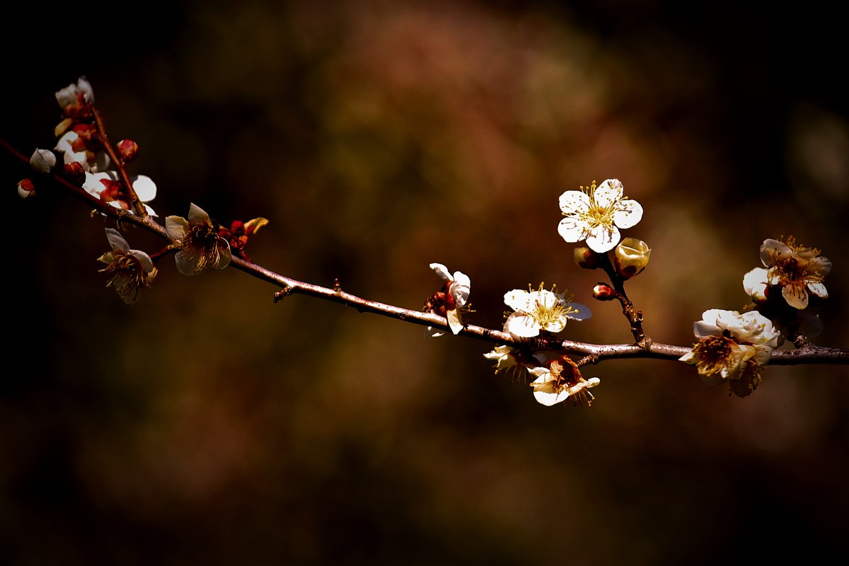 Rain_trader_'s tweet photo. 梅　撮ってきた

#TLを花でいっぱいにしよう
#キリトリセカイ
#ファインダー越しの私の世界 https://t.co/9KmWooxuZm