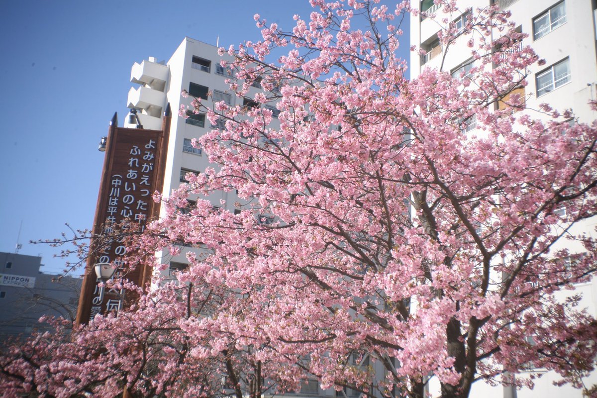 1000mi0's tweet photo. CANON EOS 5D + LOREO LENS IN A CAP
旧中川 河津桜
#河津桜 #平井 #江戸川区 #旧中川 #EOS #ＥＦマウント #LOREO https://t.co/d6qwL9AmxG