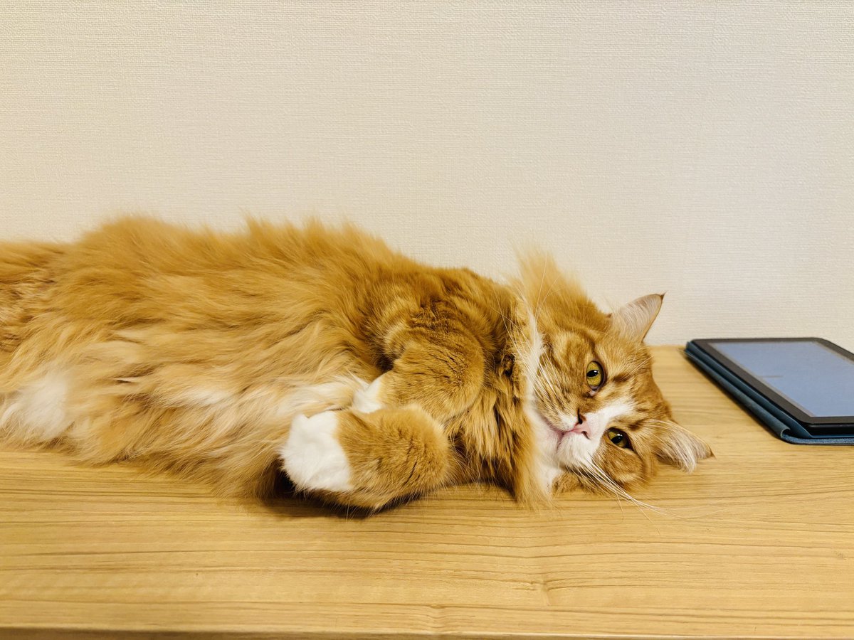 タブレットで遊んでいたら
なでなでされて
シュッとしたひと
#たにゃきんタイム 
#猫がいる暮らし
#ねこかわいいね